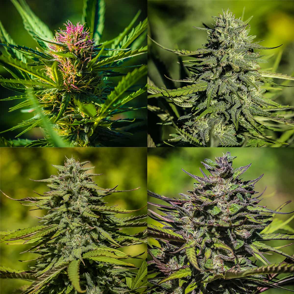 A pink haired Lifter flower, a green speckled Hawaiian Haze flower, a narrow leafed Suver Haze flower, and a dark purple Sour Space Candy flower. All four grown from feminized high cbd seeds outdoors.