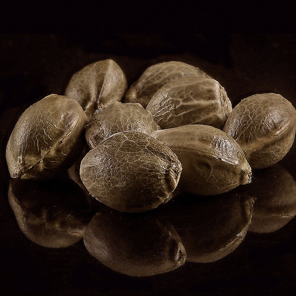 Derailed - GTR Seeds