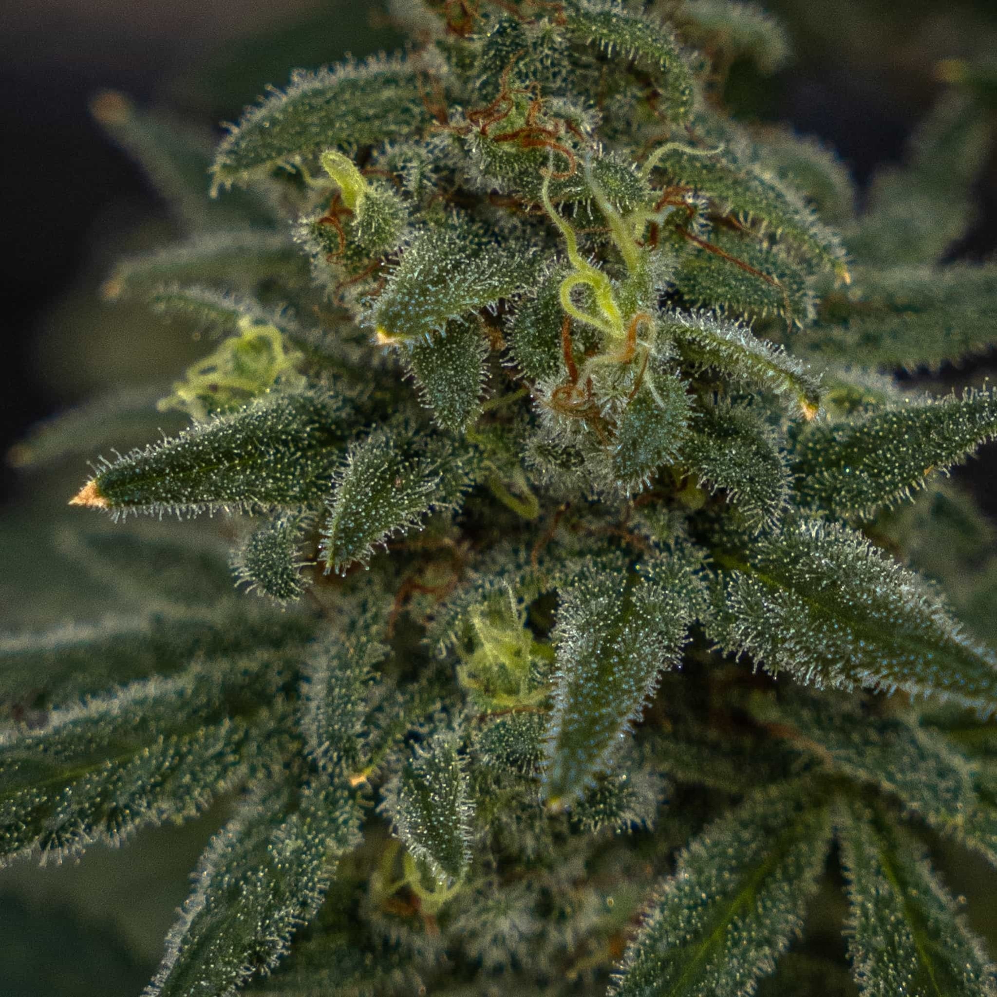 An upclose flower shot showing the resin on a Derailed Seedless triploid cannabis flower.
