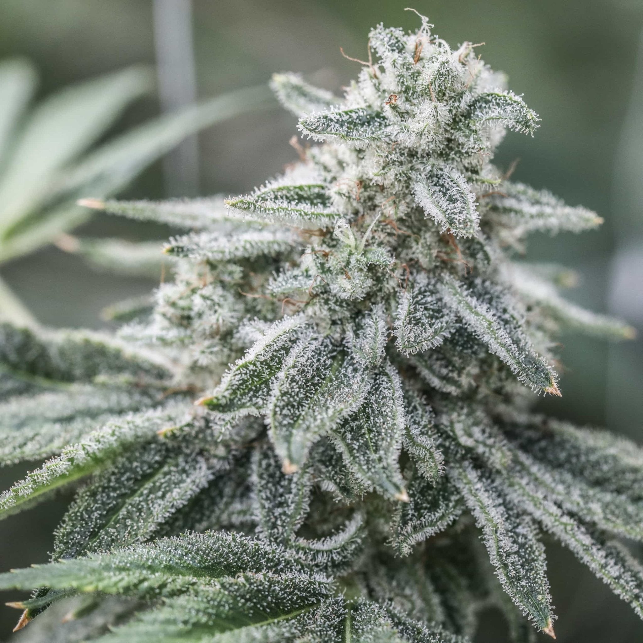 Double Durban THCV are the first early finishing feminized THCV strains in cannabis.