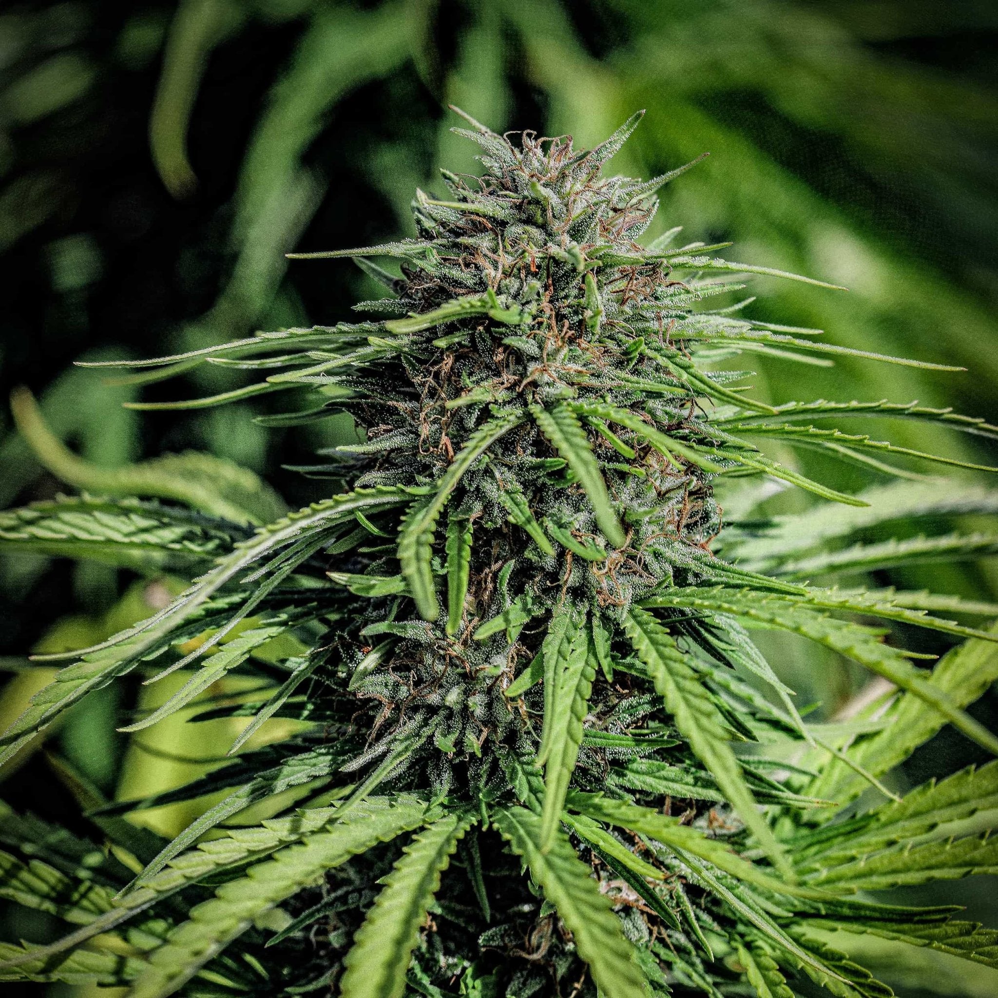 A shimmering trichome loaded Forbidden V Seedless flower shines bright in an Oregon cannabis field. The high CBDV low thc hemp variety features narrow leaves and brown hairs.