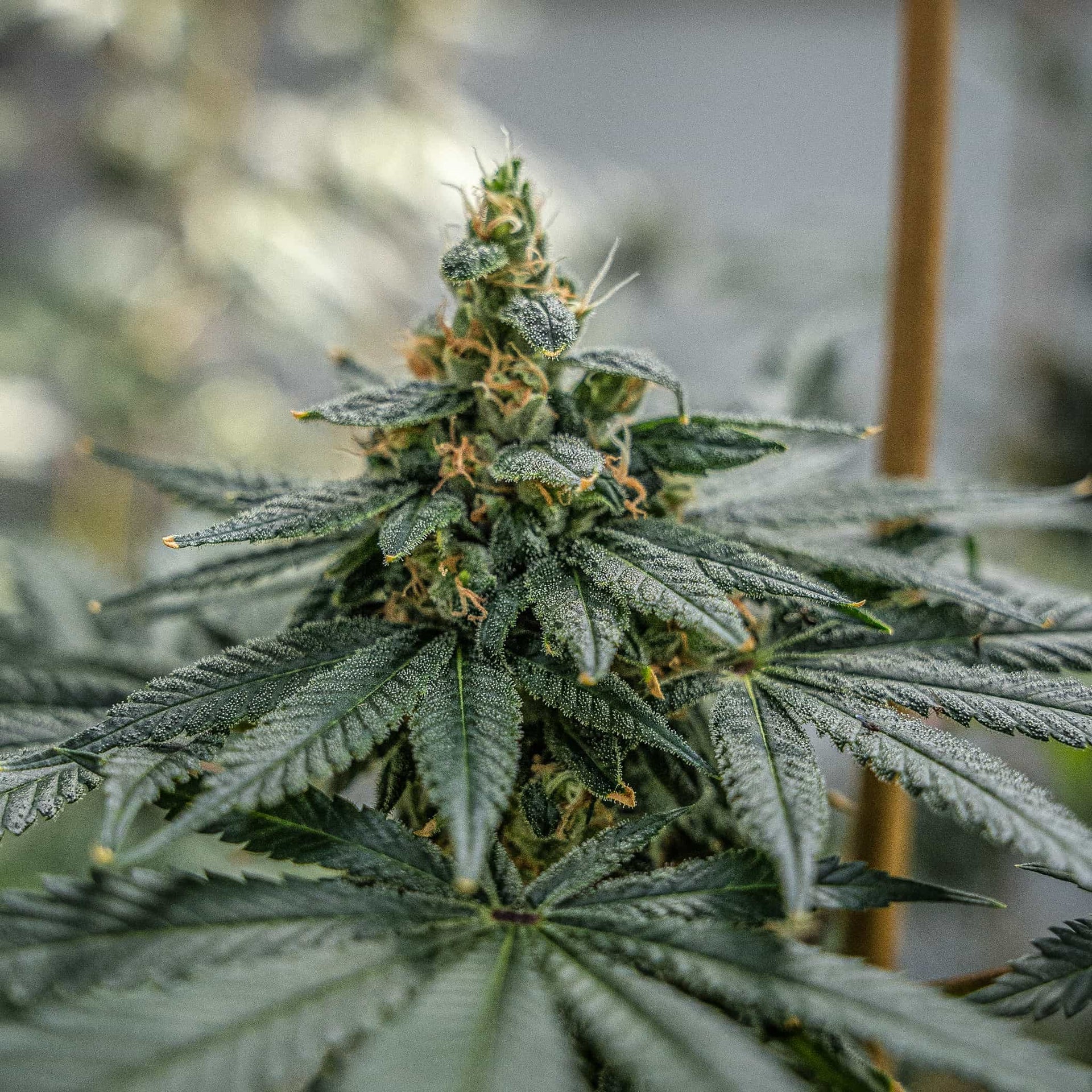 gas plant seeds Gasolime Feminized THC Seeds – GTR Seeds
