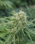 Key Lime CBG Seedless - GTR Seeds