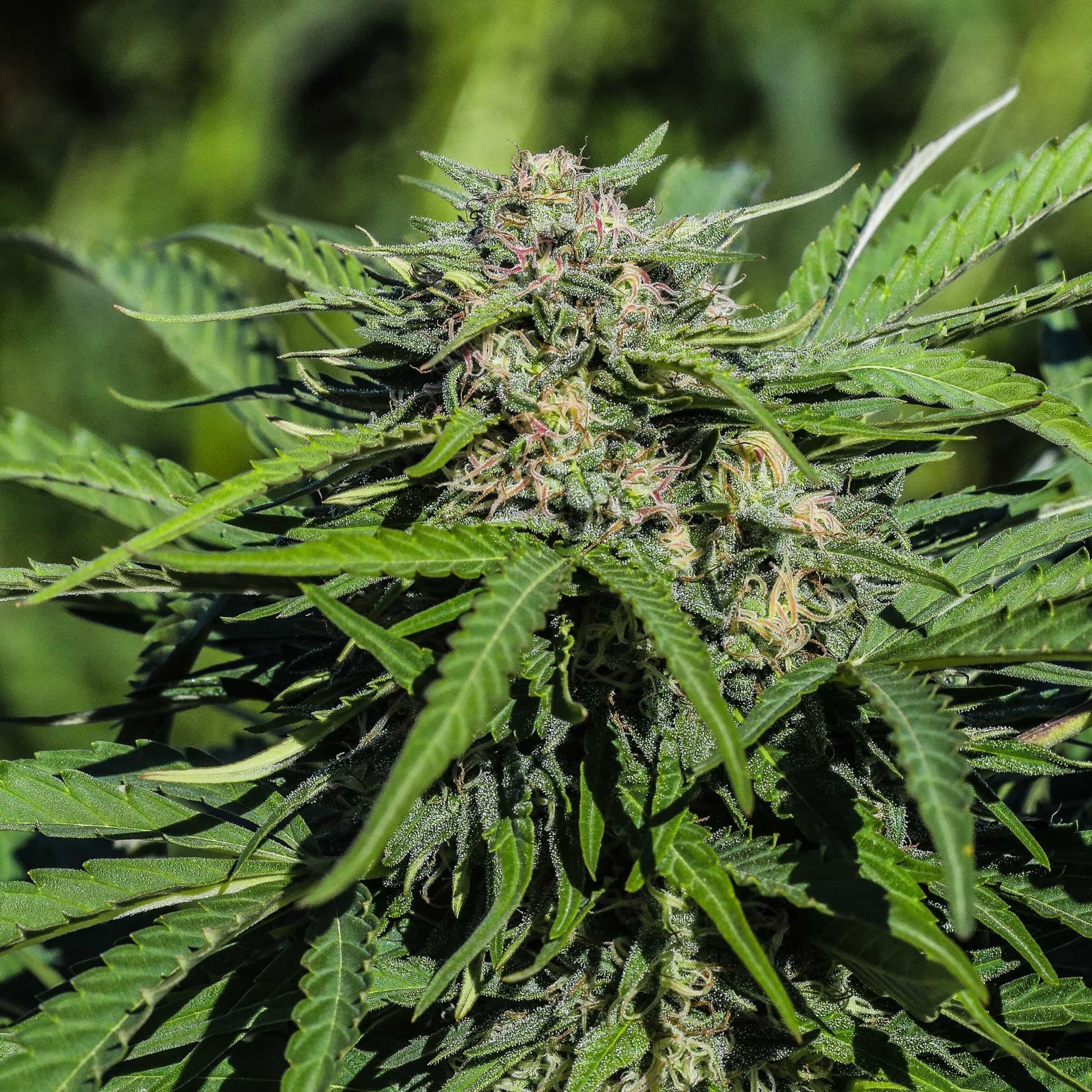 Trichome covered Lifter flowers shimmer in the sunlight. These highly sought after high CBD seeds produce plants with huge flowers and high terpene content.