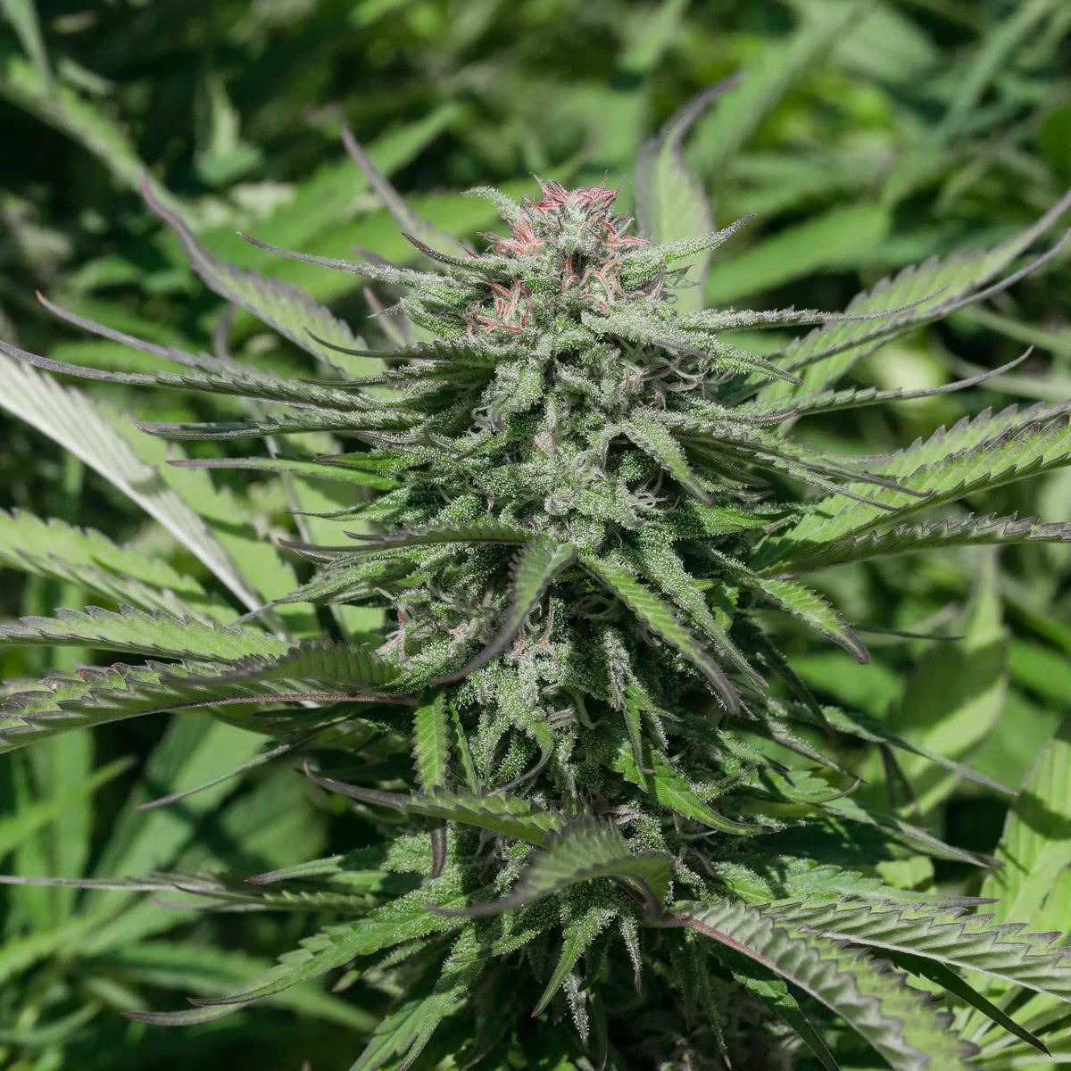 Limey Lifter Seedless - GTR Seeds