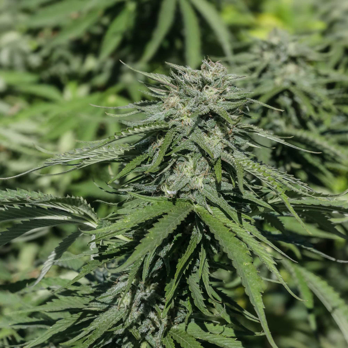 Mountain Apple Seedless - GTR Seeds