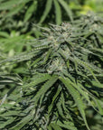 Mountain Apple Seedless - GTR Seeds