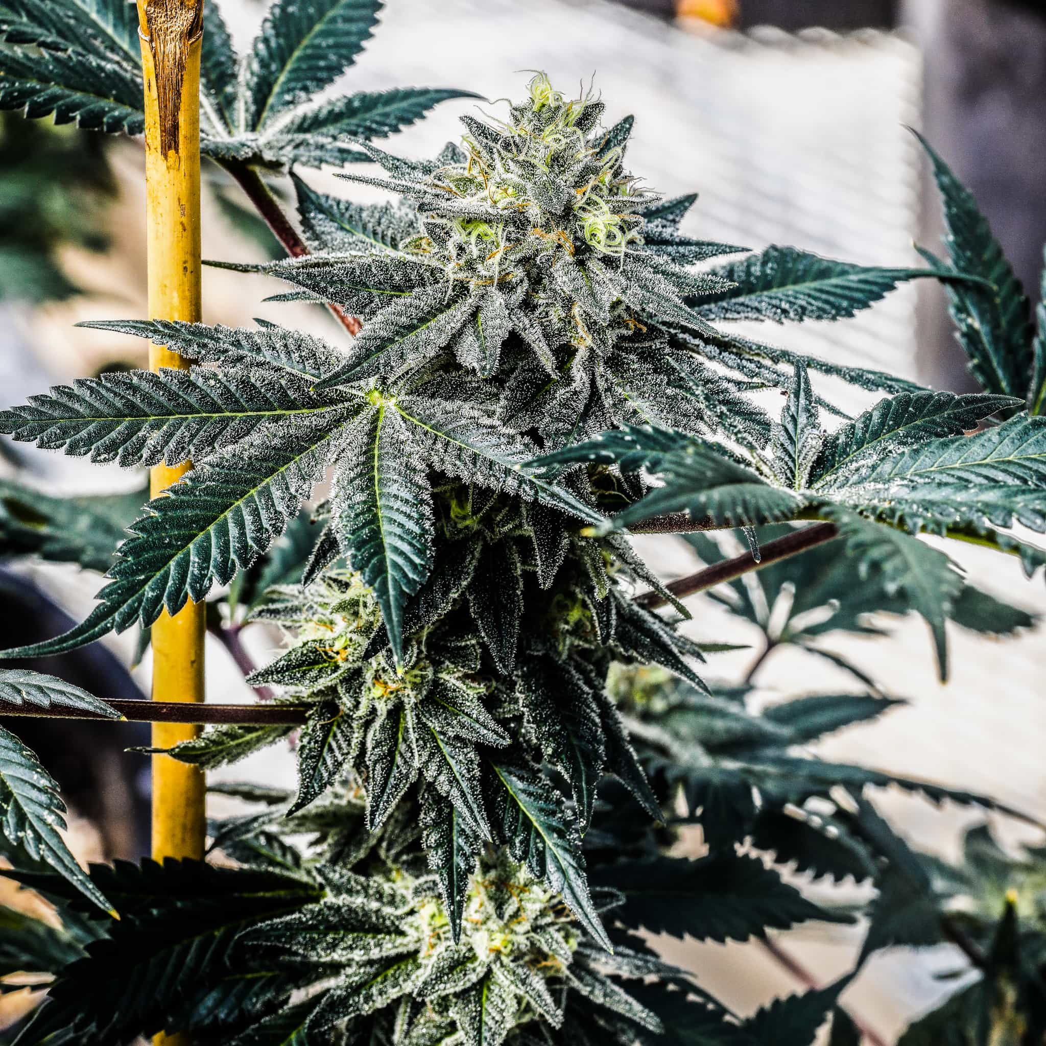 NOX Cookies Seedless Triploid THC Seeds – GTR Seeds