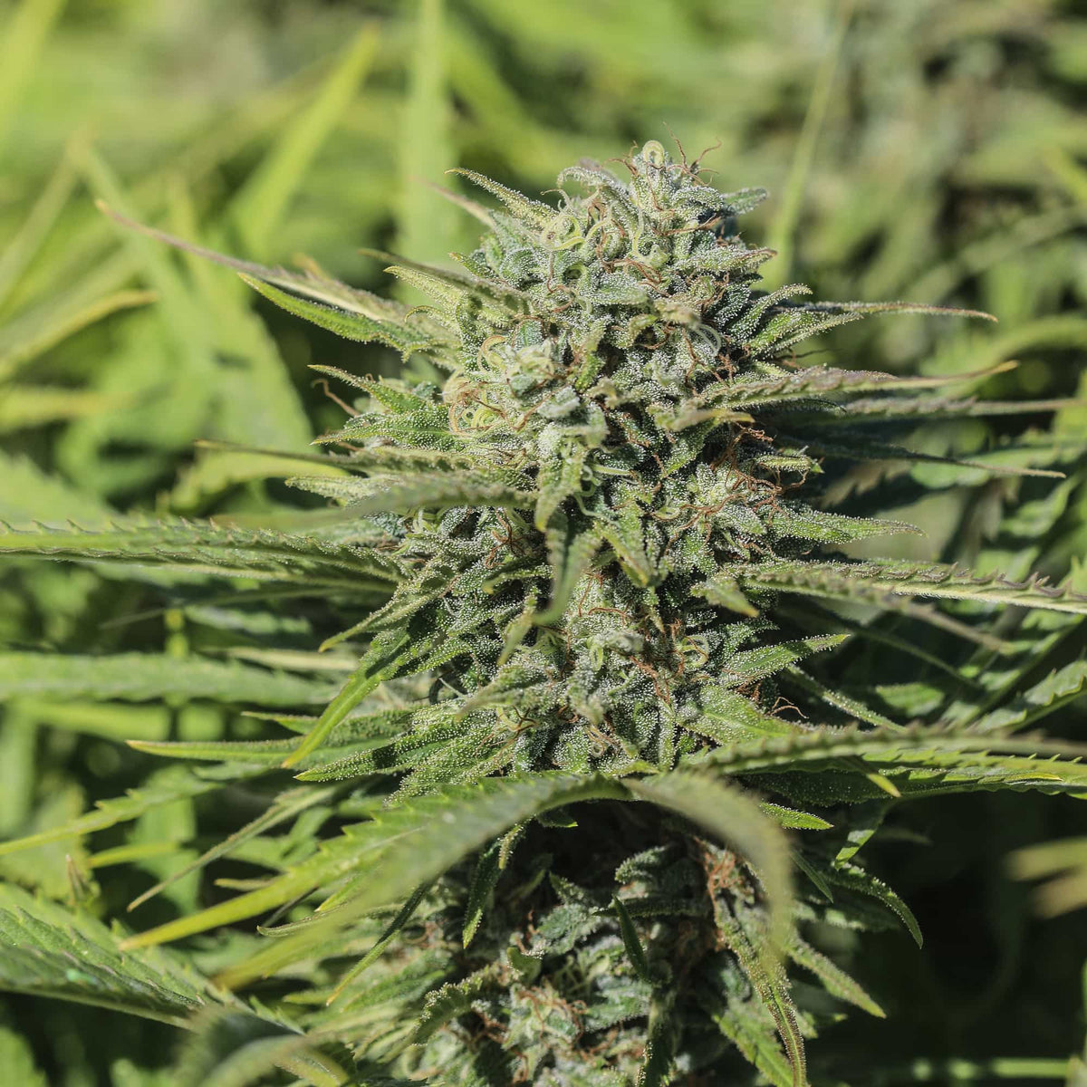 Skunkberry CBGV Seedless - GTR Seeds