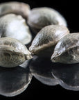 Smelly CBG Sampler - GTR Seeds