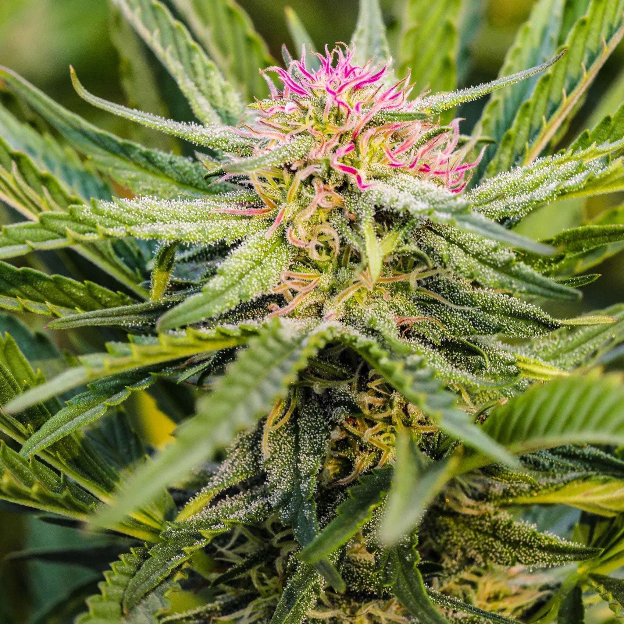 Pink hairs and trichome covered leaves grow from Sour Lifter high CBD seeds at GTR Seeds.