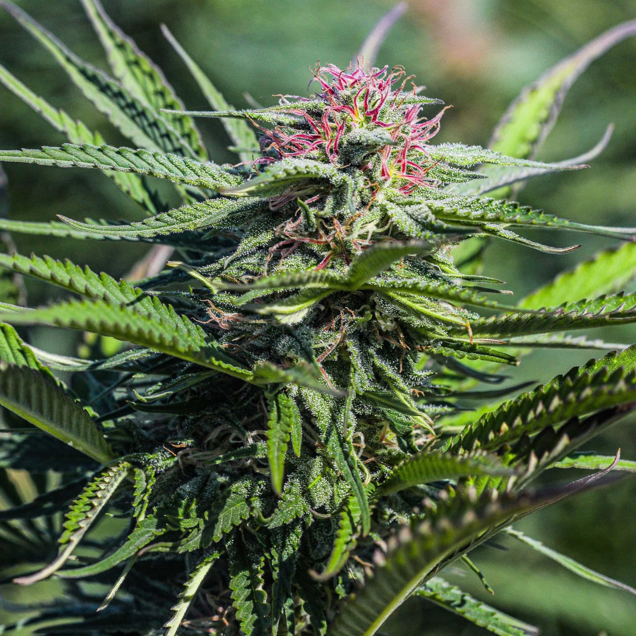 A large flower with pink hairs and crystals grown from feminized high CBD seeds.