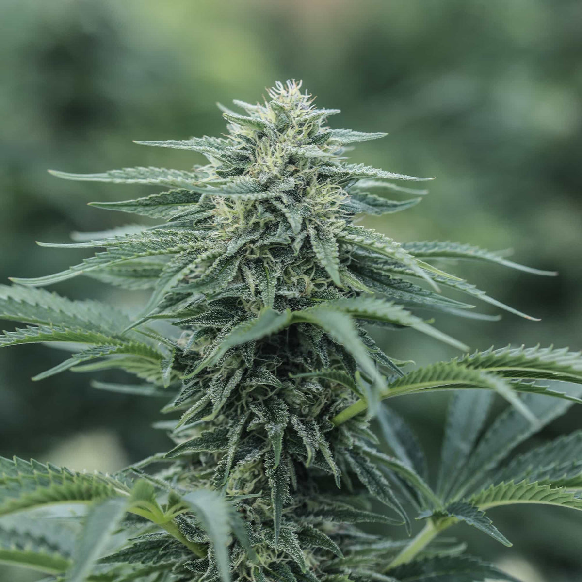 Sourest CBG Seedless - GTR Seeds