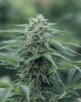 Sourest CBG Seedless - GTR Seeds