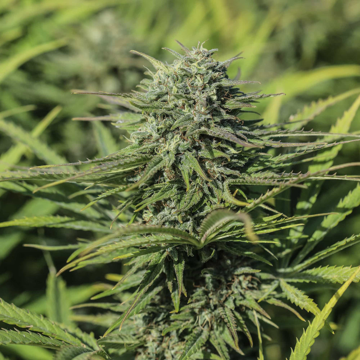 Sourest CBG Seedless - GTR Seeds
