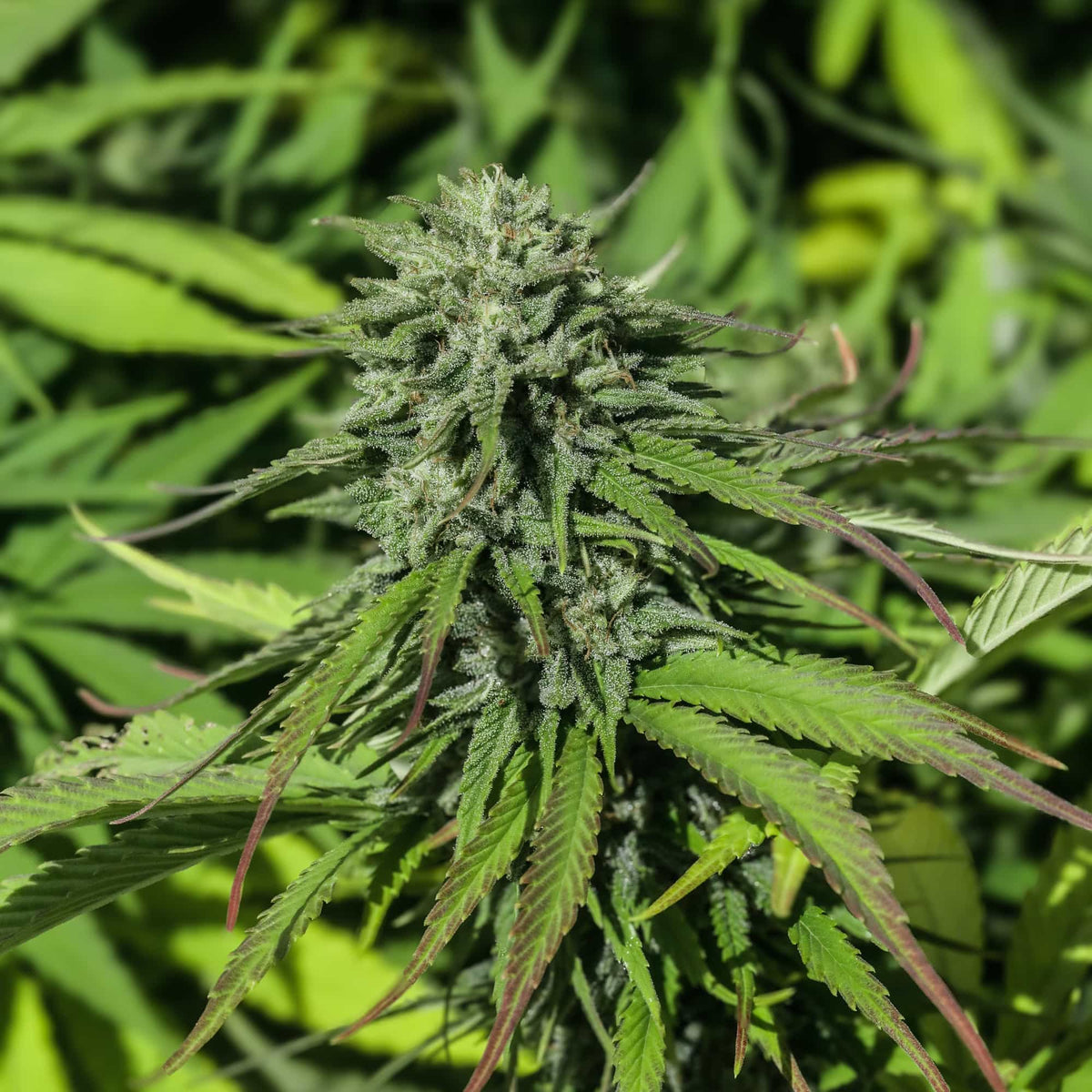 Tahitian Haze Seedless - GTR Seeds