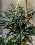 A dense and high terpene rich Terp Poison Seedless flower grown from triploid cannabis seeds at GTR Seeds.