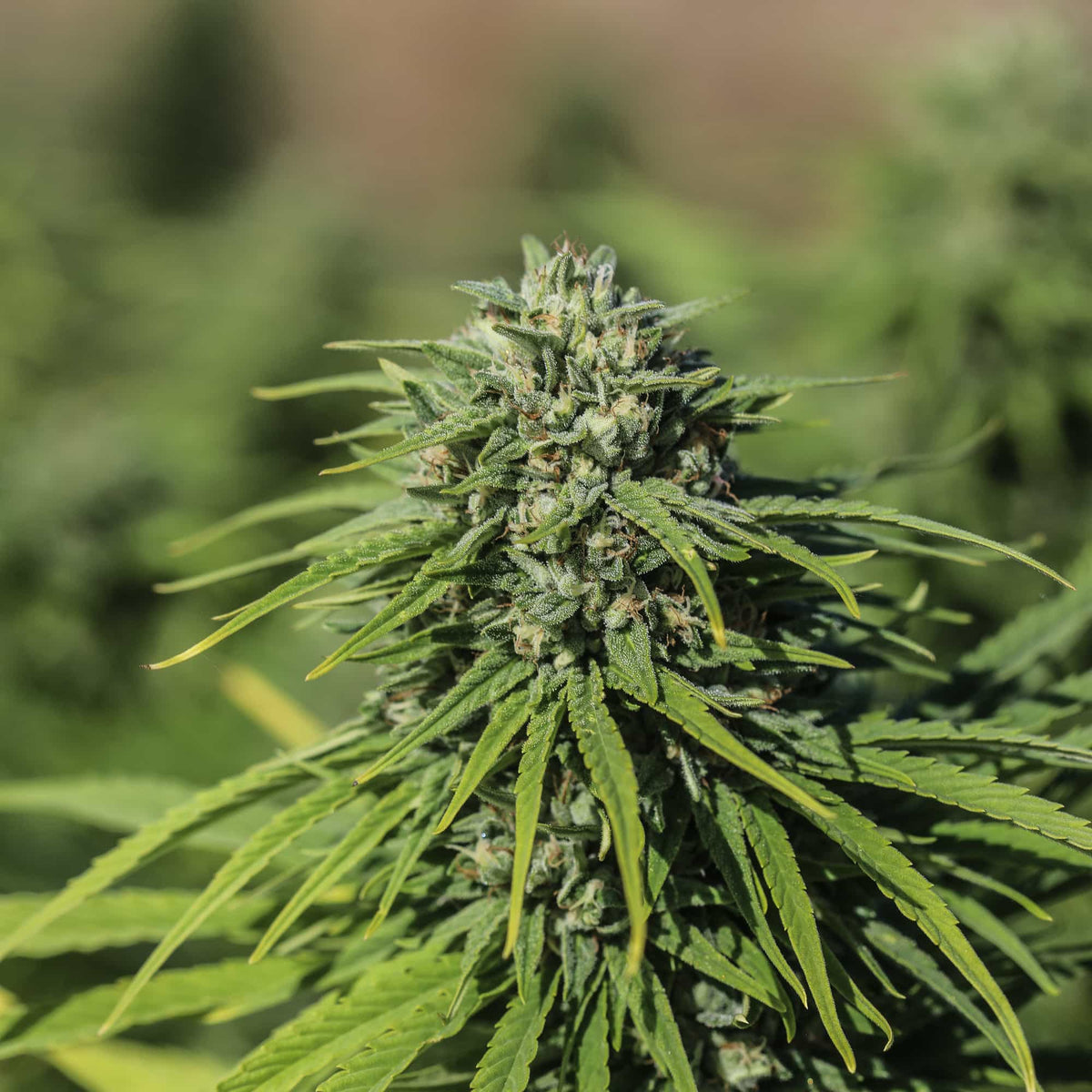 Triangle Kush CBGV Seedless - GTR Seeds