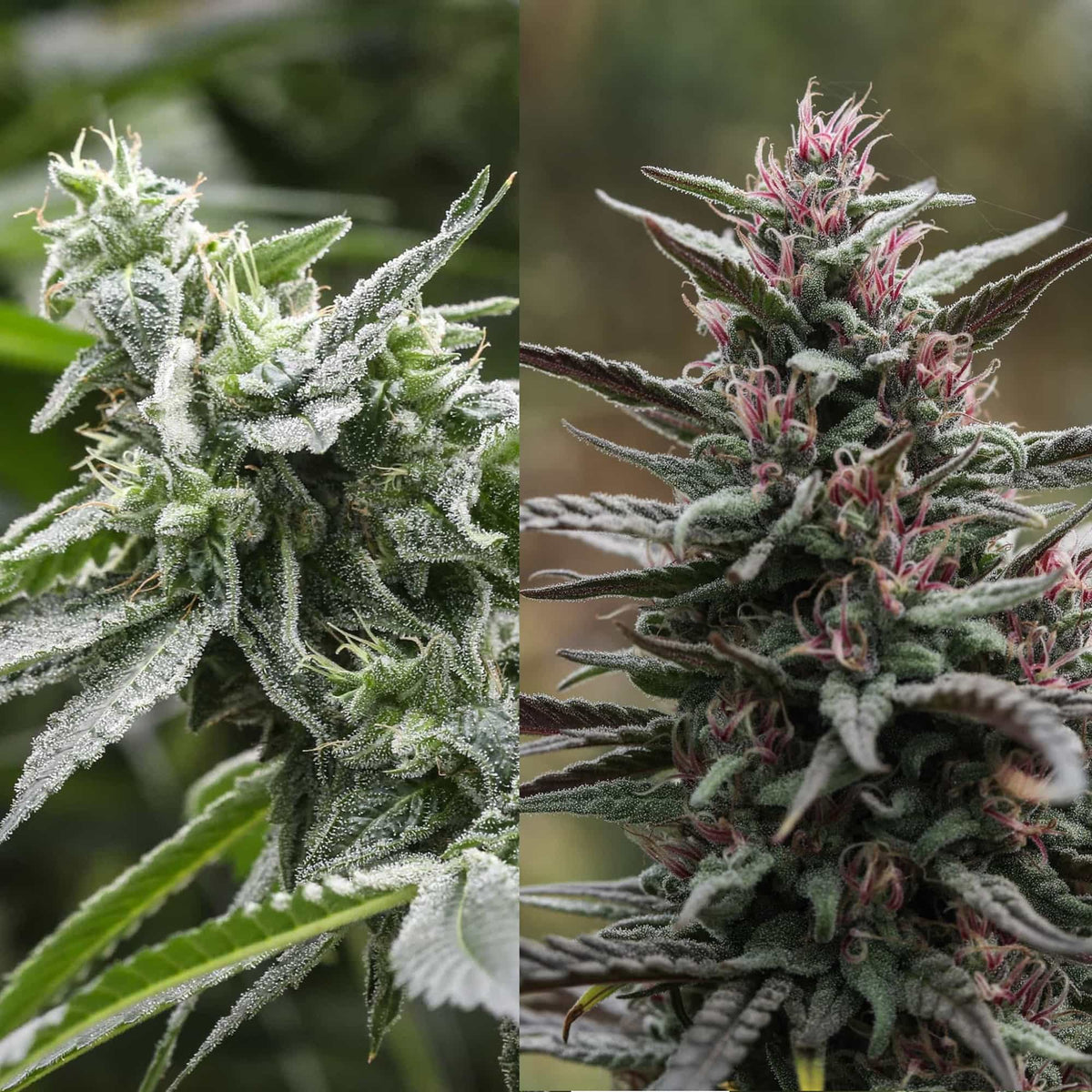 Type II Sampler - GTR Seeds