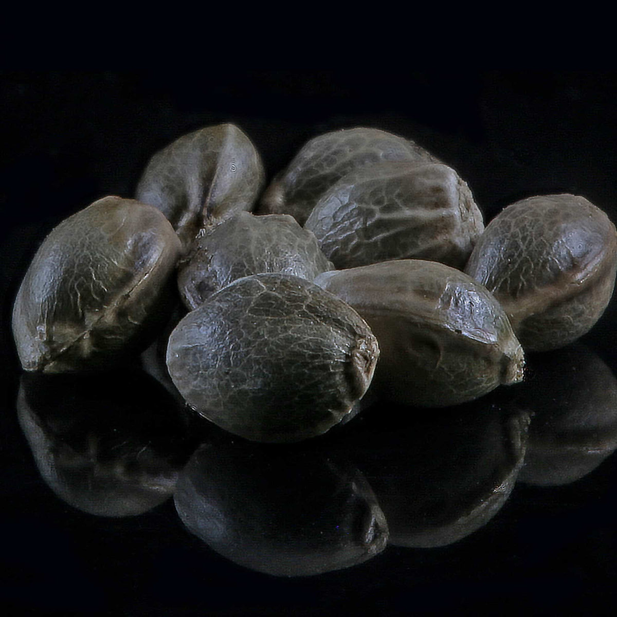 Type II Sampler - GTR Seeds